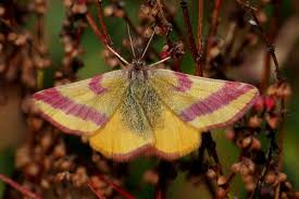 Attēlu rezultāti vaicājumam “Lythria cruentaria”