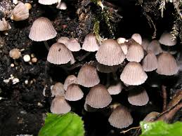 Attēlu rezultāti vaicājumam “Coprinus disseminatus”