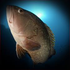 Image result for Epinephelus marginatus
