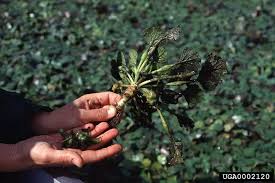 Attēlu rezultāti vaicājumam “Trapa natans”