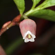Attēlu rezultāti vaicājumam “Vaccinium uliginosum flower”