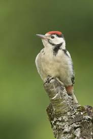 Attēlu rezultāti vaicājumam “Dendrocopos major juvenile”