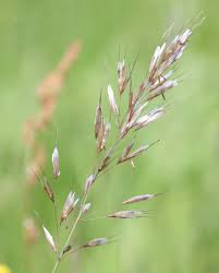 Attēlu rezultāti vaicājumam “Helictotrichon pubescens”