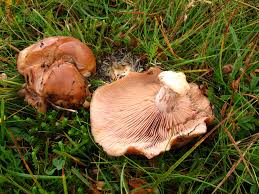 Attēlu rezultāti vaicājumam “Tricholoma sp.”