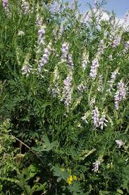 Attēlu rezultāti vaicājumam “Vicia sylvatica flower”