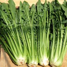 Image result for Zichorie