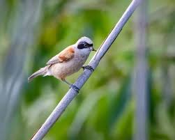 Image result for Remiz pendulinus