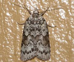 Attēlu rezultāti vaicājumam “Nycteola sp.”