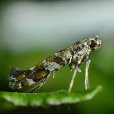 Attēlu rezultāti vaicājumam “Gracillaria syringella”