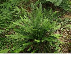 Attēlu rezultāti vaicājumam “Blechnum spicant”