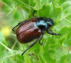 Attēlu rezultāti vaicājumam “Phyllopertha horticola”