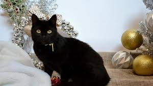 Image result for Black Cat Sac