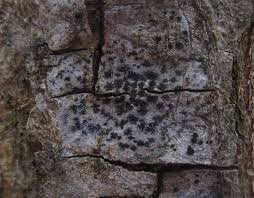 Attēlu rezultāti vaicājumam “Arthonia leucopellaea”