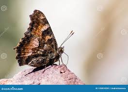 Attēlu rezultāti vaicājumam “Nymphalis xanthomelas underside”