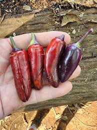 Afbeeldingsresultaat voor biker billy jalapeno hot pepper