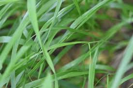 Attēlu rezultāti vaicājumam “Melica nutans”