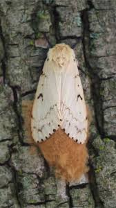 Attēlu rezultāti vaicājumam “Lymantria dispar”