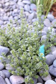 Attēlu rezultāti vaicājumam “Thymus pulegioides leaf”