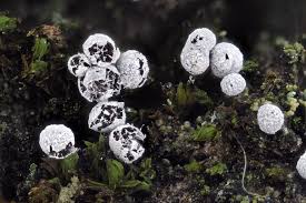 Attēlu rezultāti vaicājumam “Physarum bryocorticola”