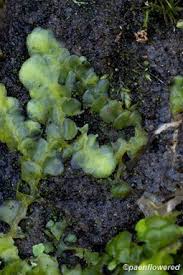 Attēlu rezultāti vaicājumam “Radula complanata sporophyte”