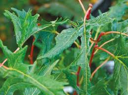 Attēlu rezultāti vaicājumam “Tilia platyphyllos Laciniata”