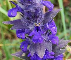 Attēlu rezultāti vaicājumam “Ajuga genevensis”