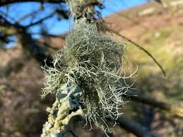 Attēlu rezultāti vaicājumam “Biatoropsis usnearum”