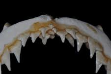 Image result for Carcharhinus acronotus