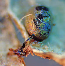 Attēlu rezultāti vaicājumam “Lamproderma pseudomaculatum”