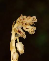 Attēlu rezultāti vaicājumam “Monotropa hypopitys”