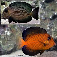 Image result for Ctenochaetus hawaiiensis