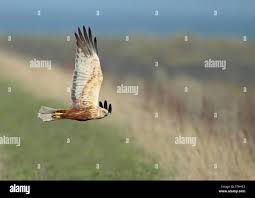 Attēlu rezultāti vaicājumam “Circus aeruginosus adult”