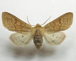 Attēlu rezultāti vaicājumam “Orthosia miniosa imago”