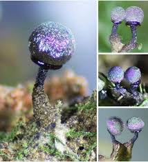 Attēlu rezultāti vaicājumam “Sarcoscypha austriaca var. lutea”