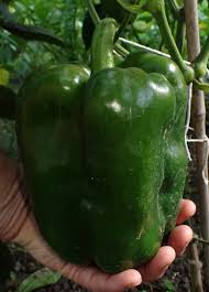 Afbeeldingsresultaat voor giant 3 sweet pepper