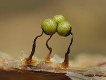 Attēlu rezultāti vaicājumam “Cribraria aurantiaca spores”