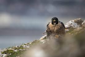 Image result for Ukc Falcons