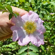 Attēlu rezultāti vaicājumam “xComagaria rosea”