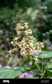 Attēlu rezultāti vaicājumam “Catalpa ovata flower”