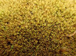 Attēlu rezultāti vaicājumam “Tortella inclinata”