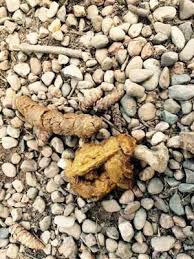 Image result for cestoda excrement dog