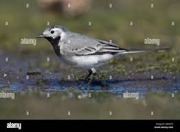 Attēlu rezultāti vaicājumam “Motacilla alba adult”