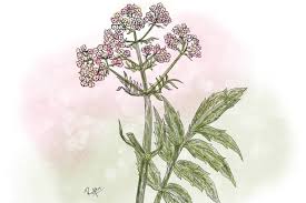 Image result for Valeriana officinalis