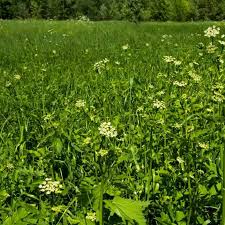 Image result for Kerbel