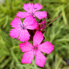 Image result for Dianthus carthusianorum