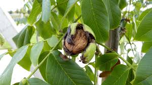 Attēlu rezultāti vaicājumam “Juglans regia leaf”
