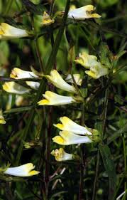 Attēlu rezultāti vaicājumam “Melampyrum pratense leaf”