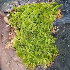 Attēlu rezultāti vaicājumam “Trichocolea tomentella sporophyte”