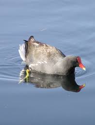 Attēlu rezultāti vaicājumam “Gallinula chloropus adult”