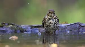 Attēlu rezultāti vaicājumam “Turdus philomelos juvenile”